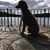 Carolyn Arnish's profile image