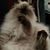 Donna Cox Brown's profile image