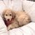 Debi Clukey's profile image