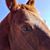 Charlie Petrick's profile image