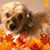 Dawn Elliott's profile image