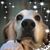 Barbara Sternberg-Garmon's profile image