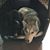 Laura Prudhomme Nesbitt's profile image