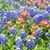 Barbara Corbett's profile image