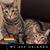 Donna Messineo's profile image