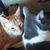 Cat Wilson's profile image