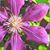 Jean McLaughlin Macaluso's profile image