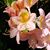 Debra Kay's profile image