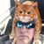 Mark A. Torsiello's profile image