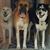 Leslie R. Copen-Roush's profile image
