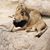 Brandie Bernsen's profile image