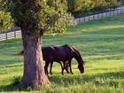 Bridlewood's profile image