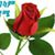 Aster Konjo's profile image