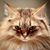 Jennifer Morgan's profile image