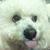 Alessia Wolf Lanza's profile image
