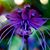 Phoebe Gourd's profile image