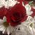 Nicole Dal Santo's profile image