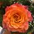 LeighAnne Statler's profile image
