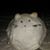 Frode Hagen's profile image