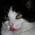 Melissa Ann Mitchell's profile image