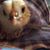 Deborah Davidson Harpur's profile image