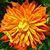 Cissie Scott's profile image