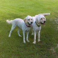 Jackie Arceneaux Williamson's profile image