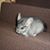 Clio Spirit Horton's profile image