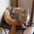Cheryl Johnston's profile image