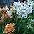 Marlene Piper Plichta's profile image
