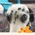 Shellye Diamond's profile image