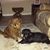 Donna Falcone's profile image