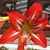 Carol Lilienthal's profile image