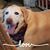 Patti Hujsa's profile image