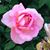 Mharia Ross-Walcott's profile image