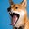 Knox's profile image