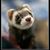 Corey Stevens's profile image