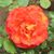 Brenda Arthur Carmenita's profile image