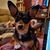 Nicolle Schumacher's profile image