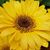 Chrisie Atha's profile image