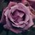 Dorothy Arnold's profile image