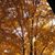 Annette Larson Truslow's profile image