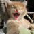 Lori Schmidt Collins's profile image