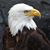Brent Cronebach's profile image