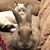 Lacy Bauer's profile image