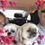 Debbie Pauscher's profile image