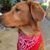 John JGrizz Piscopo's profile image