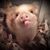 Tracy Wooten Klarman's profile image