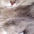Geraldine Schmidt's profile image