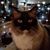 Angela Covey Wilkins's profile image